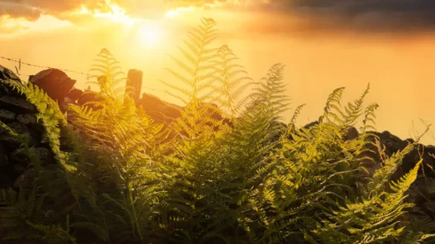 Golden sunset over lush ferns and rocky landscape, creating a serene and magical atmosphere.