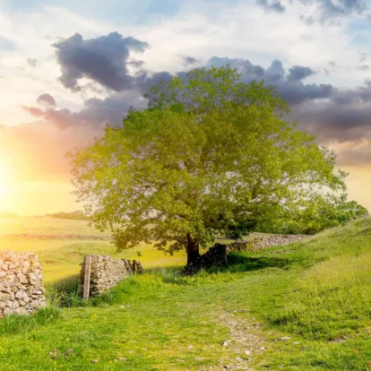Serene sunset over lush countryside with a lone tree and stone path.