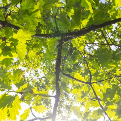 Sunlight streaming through lush green oak tree branches.