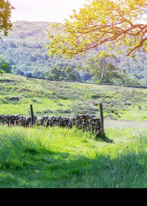 Family strolls along sunlit path in serene countryside, lush trees and rolling hills surround.
