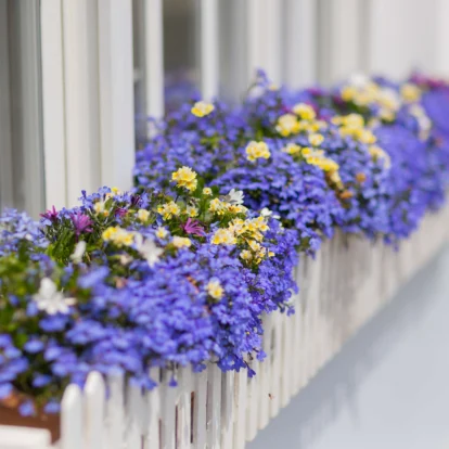 Vibrant purple and yellow flowers elegantly adorn a window box on a sunny day.