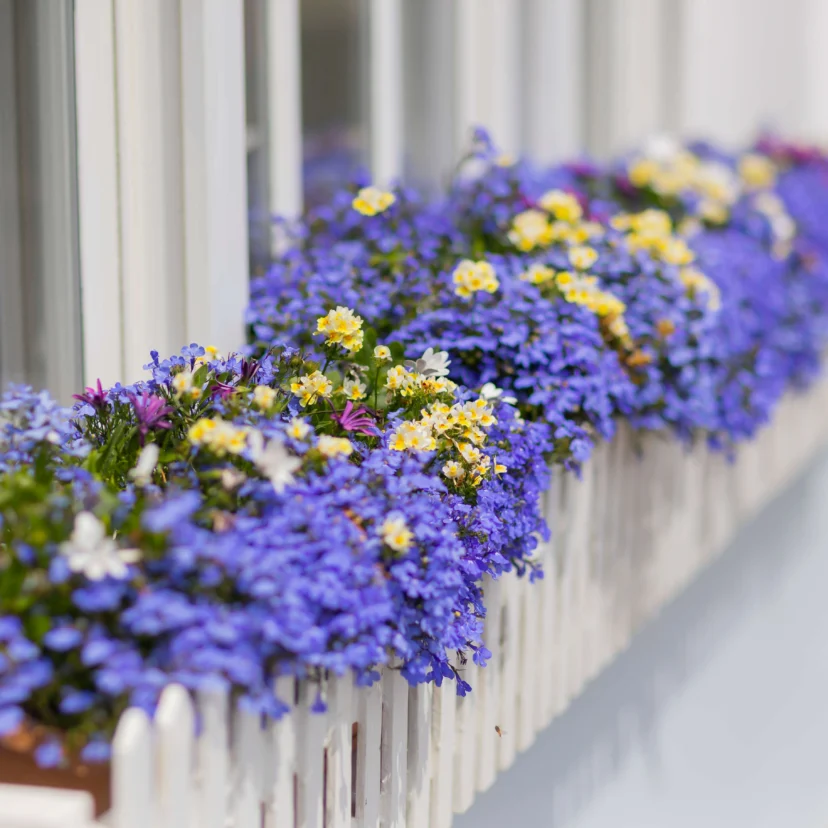 Window box full of blue and yellow blooms on a white picket railing, welcoming hotel guests